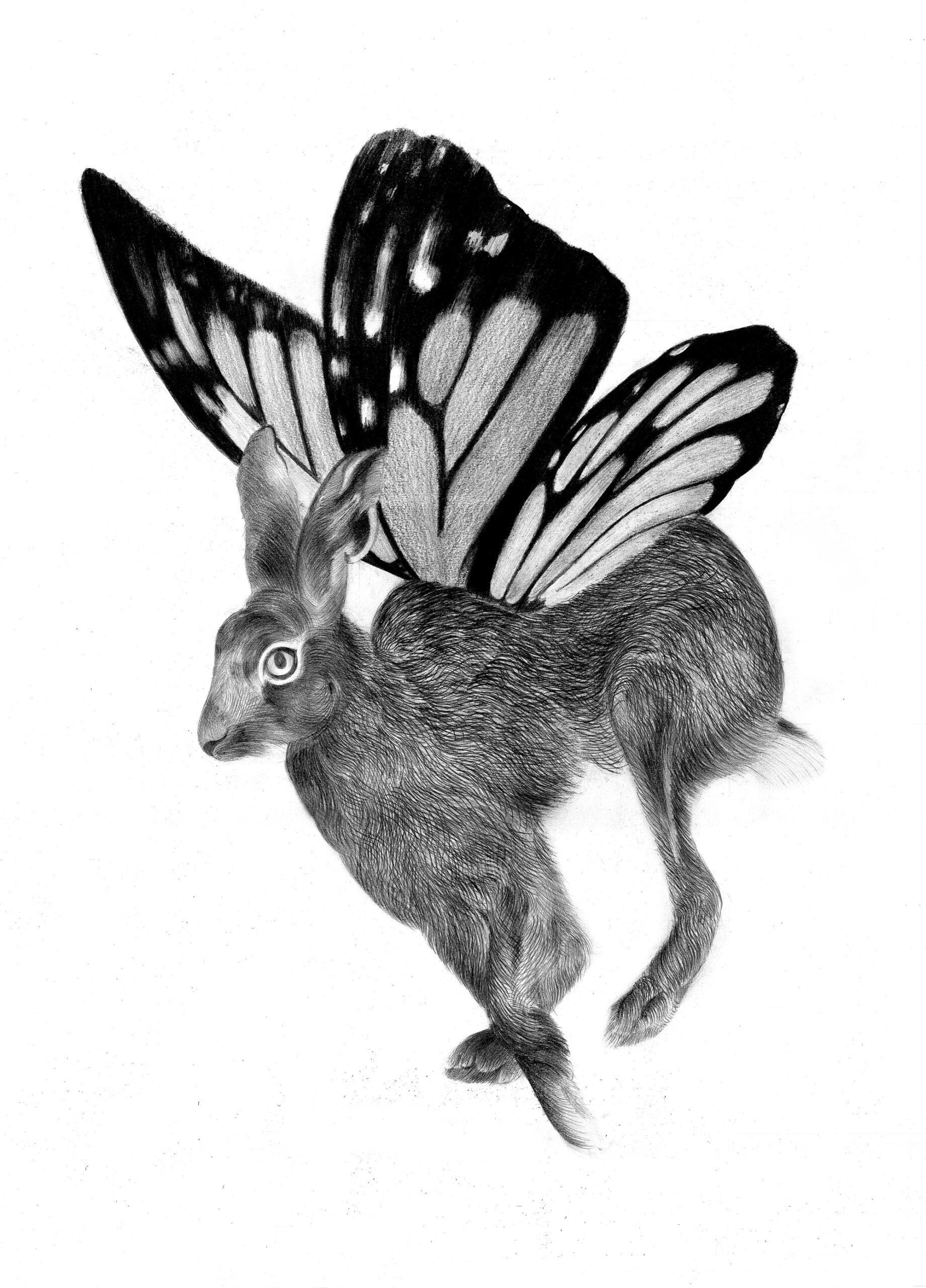 harefly